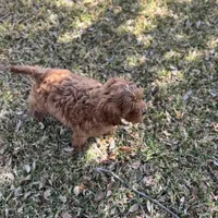 Rodger F1, a male Cavapoo for sale in Fort Worth, TX – Photo 4 of 4