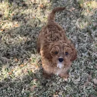 Rodger F1, a male Cavapoo for sale in Fort Worth, TX – Photo 1 of 4