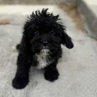Dodger, a male Cavapoo for sale in Fort Worth, TX – 2 of 3