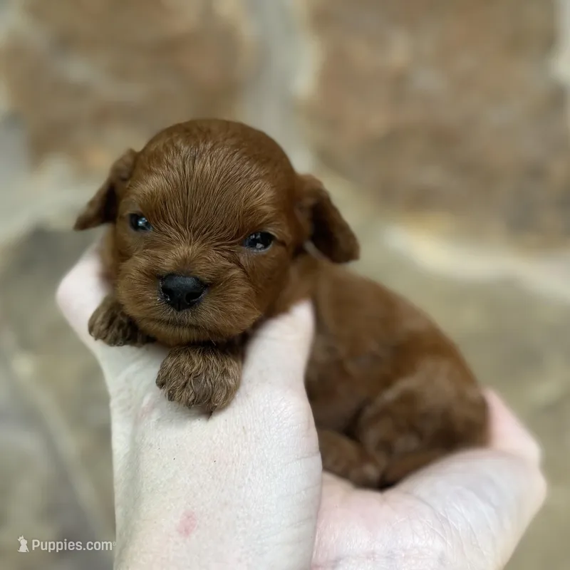 Froyo , a male Cavapoo for sale in Fort Worth, TX – Photo 1 of 1