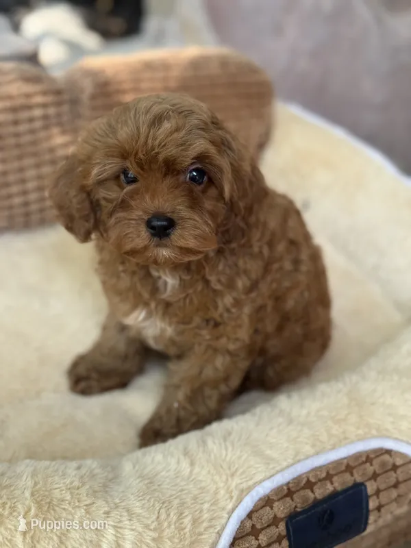 Lenny F1b – Cavapoo puppy for sale in Fort Worth, TX