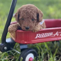 Mushu micro, a male Miniature Goldendoodle for sale in Fort Worth, TX – 2 of 2
