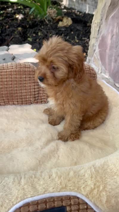 Sailor , a female Cavapoo for sale in Fort Worth, TX – 3 of 3