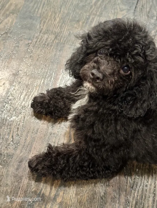 Malinda  – Poodle - Toy  puppy for sale in Fort Worth, TX