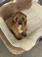 Shaun, a male Cavapoo for sale in Fort Worth, TX – 2 of 4