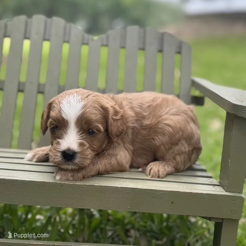 Loki – Cavapoo puppy for sale in Fort Worth, TX