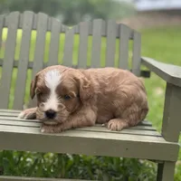 Loki, a male Cavapoo for sale in Fort Worth, TX – 1 of 1