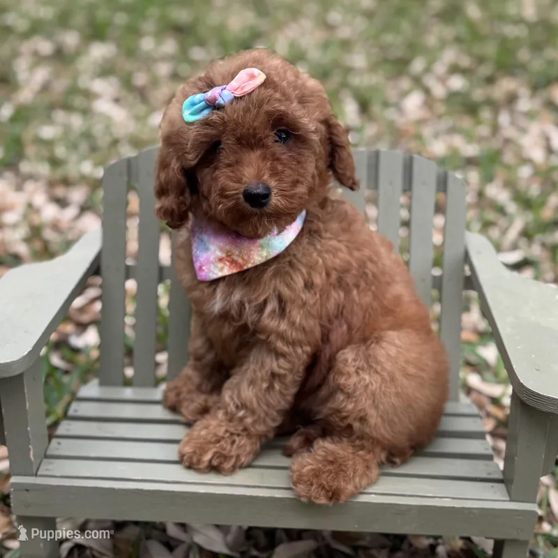 Georgia  – Miniature Goldendoodle puppy for sale in Fort Worth, TX