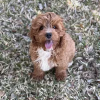 Logan F1, a male Cavapoo for sale in Fort Worth, TX – Photo 1 of 4