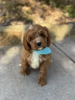 Logan F1, a male Cavapoo for sale in Fort Worth, TX – Photo 4 of 4