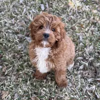 Logan F1, a male Cavapoo for sale in Fort Worth, TX – Photo 2 of 4