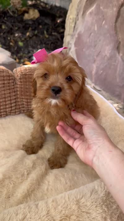 Sadie, a female Cavapoo for sale in Fort Worth, TX – 3 of 3