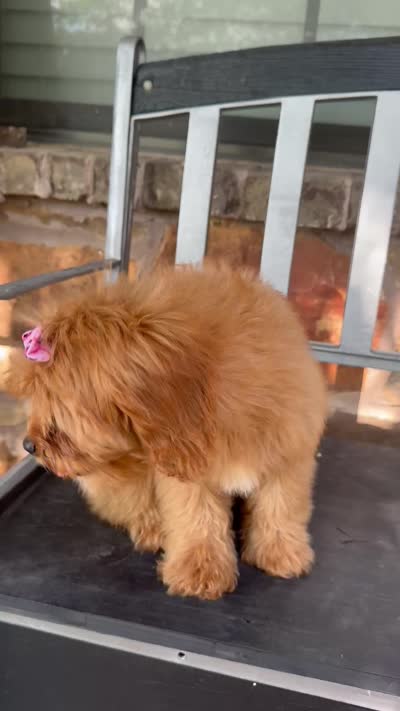 Sadie, a female Cavapoo for sale in Fort Worth, TX – 7 of 8