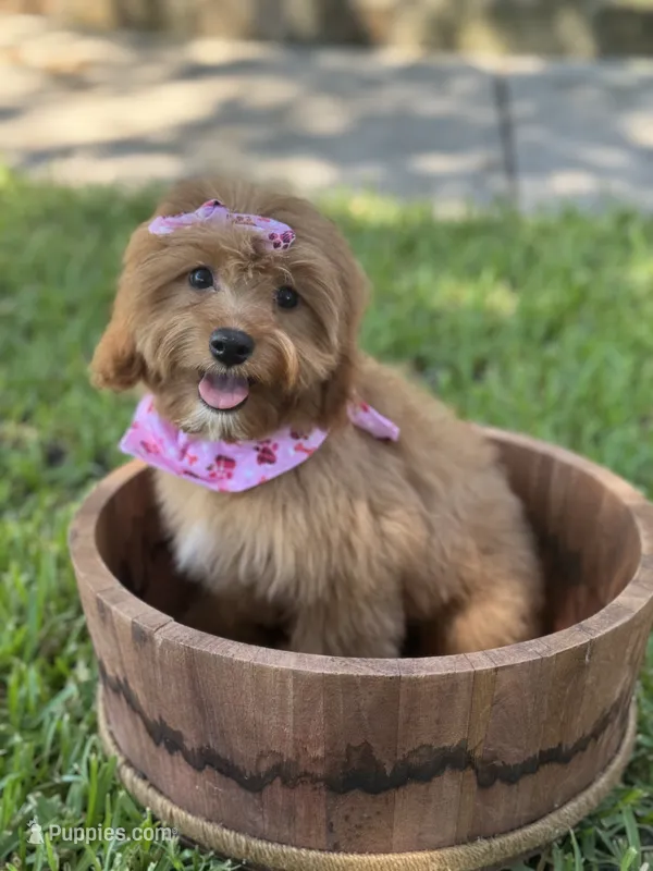 Sadie – Cavapoo puppy for sale in Fort Worth, TX