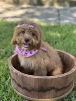 Sadie, a female Cavapoo for sale in Fort Worth, TX – 1 of 8