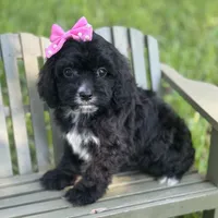 Riley , a female Cavapoo for sale in Fort Worth, TX – 1 of 2