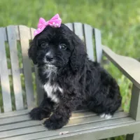 Riley , a female Cavapoo for sale in Fort Worth, TX – 2 of 2