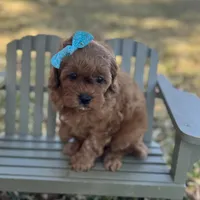 Viviana, a female Cavapoo for sale in Fort Worth, TX – Photo 1 of 3