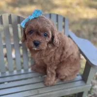 Viviana, a female Cavapoo for sale in Fort Worth, TX – Photo 2 of 3