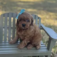 Viviana, a female Cavapoo for sale in Fort Worth, TX – Photo 3 of 3
