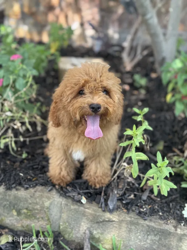 Ludwig – Cavapoo puppy for sale in Fort Worth, TX