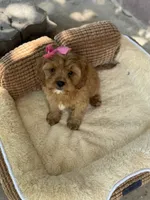 Sadie, a female Cavapoo for sale in Fort Worth, TX – 2 of 3