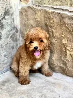 Ludwig, a male Cavapoo for sale in Fort Worth, TX – 5 of 6