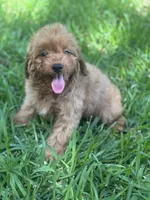 Luke, a male Cavapoo for sale in Fort Worth, TX – 2 of 4
