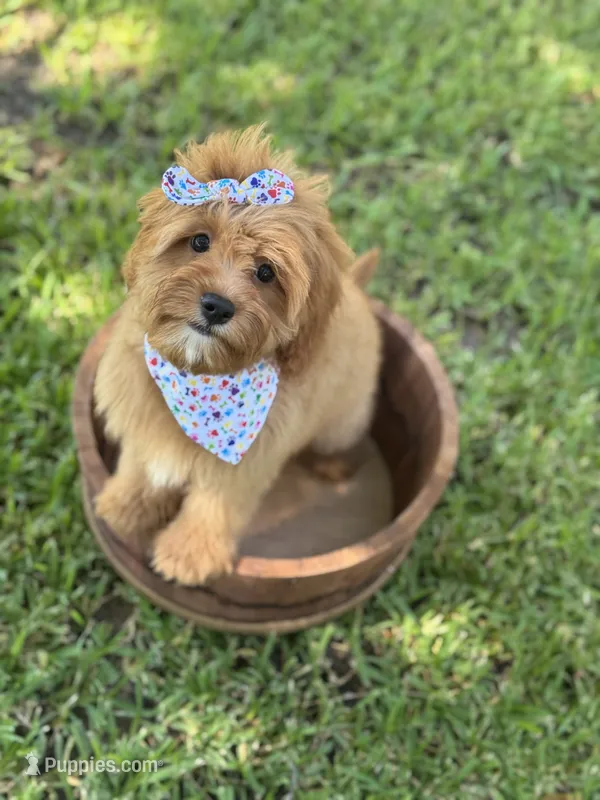 Sailor  – Cavapoo puppy for sale in Fort Worth, TX