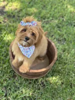 Sailor , a female Cavapoo for sale in Fort Worth, TX – 1 of 9