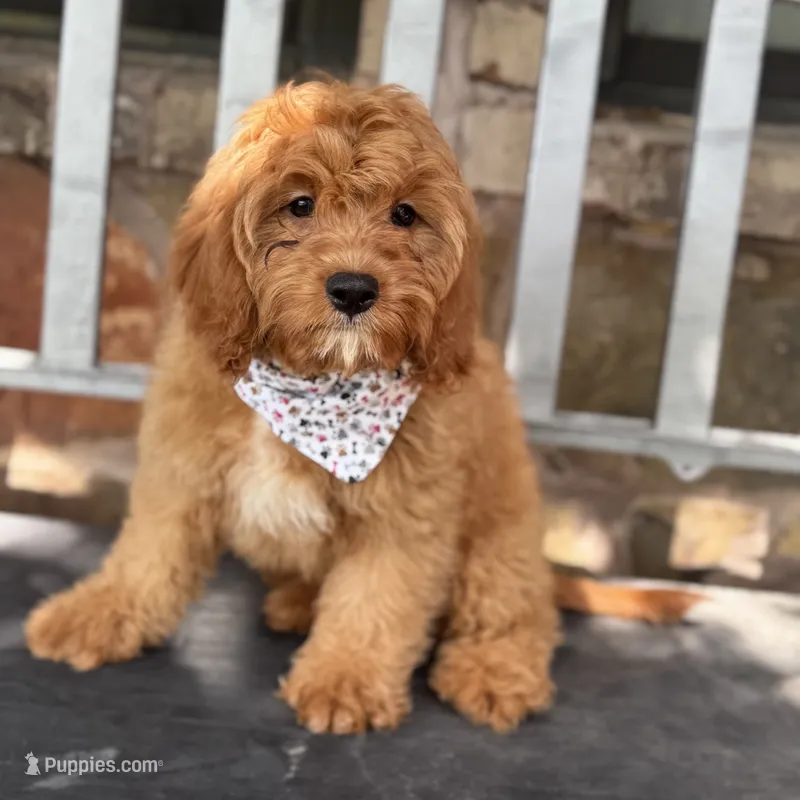 Shaun – Cavapoo puppy for sale in Fort Worth, TX