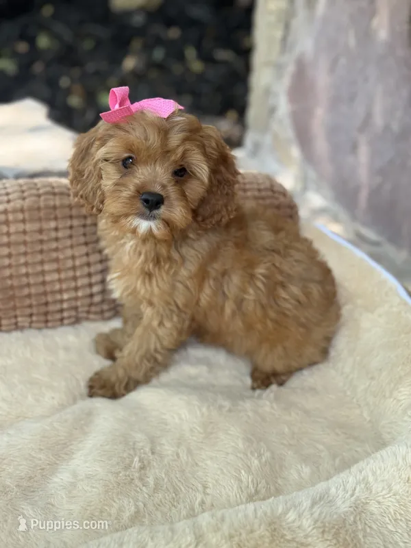 Sadie – Cavapoo puppy for sale in Fort Worth, TX