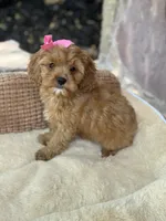 Sadie, a female Cavapoo for sale in Fort Worth, TX – 1 of 3