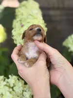 Lane F1b, a female Cavapoo for sale in Fort Worth, TX – 2 of 2