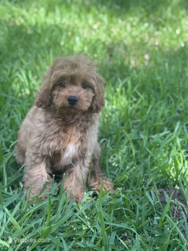 Luke – Cavapoo puppy for sale in Fort Worth, TX