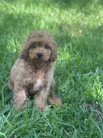 Luke, a male Cavapoo for sale in Fort Worth, TX – 1 of 4
