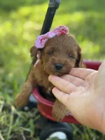 Misti micro, a female Miniature Goldendoodle for sale in Fort Worth, TX – 2 of 2