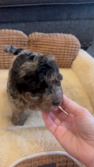 Rex, a male Cavapoo for sale in Fort Worth, TX – 3 of 3