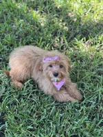 Sadie, a female Cavapoo for sale in Fort Worth, TX – 2 of 8