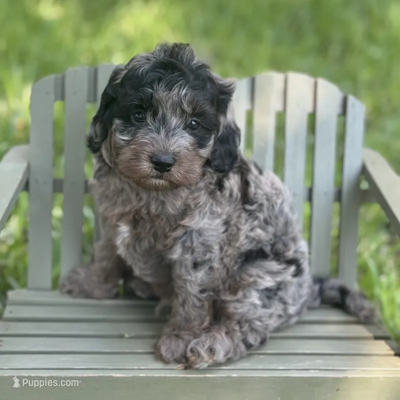 Rex – Cavapoo puppy for sale in Fort Worth, TX