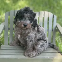 Rex, a male Cavapoo for sale in Fort Worth, TX – 1 of 3
