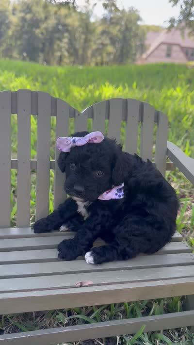 Ginny , a female Cavapoo for sale in Fort Worth, TX – 2 of 2