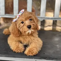 Sailor , a female Cavapoo for sale in Fort Worth, TX – 4 of 9
