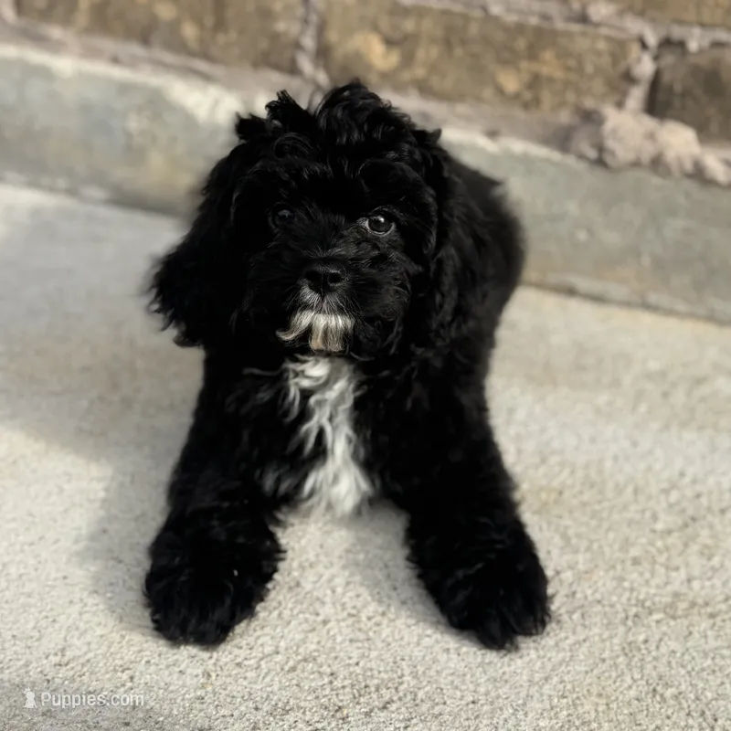Dodger – Cavapoo puppy for sale in Fort Worth, TX