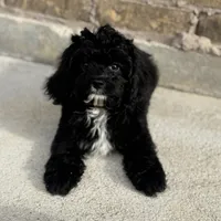 Dodger, a male Cavapoo for sale in Fort Worth, TX – 1 of 3