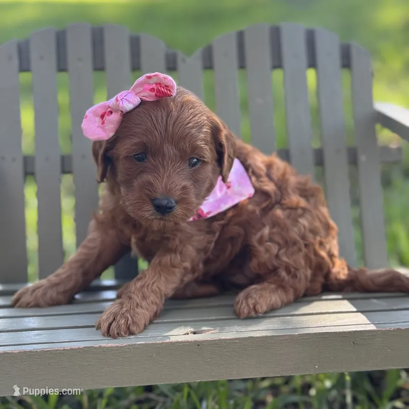 Misti micro – Miniature Goldendoodle puppy for sale in Fort Worth, TX