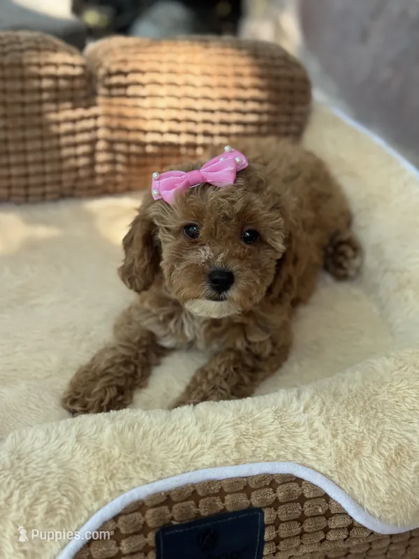 Lyla F1b  – Cavapoo puppy for sale in Fort Worth, TX