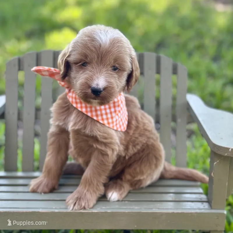 Jelly – Miniature Goldendoodle puppy for sale in Fort Worth, TX