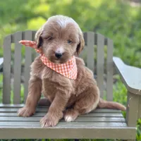 Jelly, a male Miniature Goldendoodle for sale in Fort Worth, TX – 1 of 1