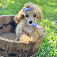 Marlow , a female Poodle - Toy  for sale in Fort Worth, TX – 3 of 6